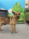 adoptable Dog in , TX named JADE