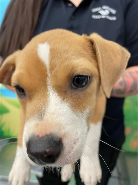 adoptable Dog in Waco, TX named HUEY