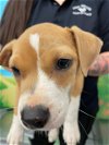 adoptable Dog in , TX named A111941