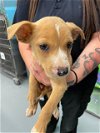 adoptable Dog in , TX named A111942