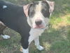 adoptable Dog in Waco, TX named BAND IT