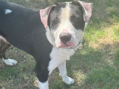 picture of the dog needing adoption