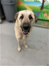 adoptable Dog in  named MOZZIE