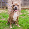 adoptable Dog in Waco, TX named MARTIAN