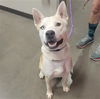 adoptable Dog in  named SCOTTY
