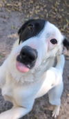 adoptable Dog in Waco, TX named DIONYSUS