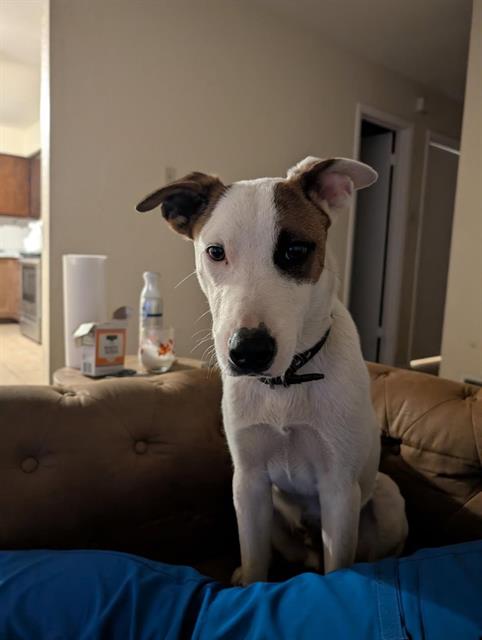picture of the dog needing adoption