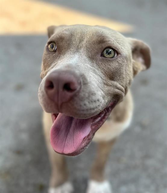 adoptable Dog in Waco, TX named HAM BONE