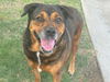 adoptable Dog in Waco, TX named MAMA DAISY