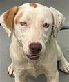 adoptable Dog in Waco, TX named DOVE