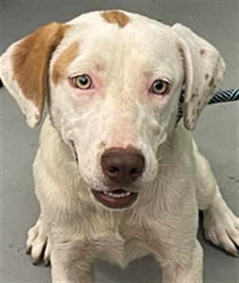 DOVE - Labrador Retriever available for adoption