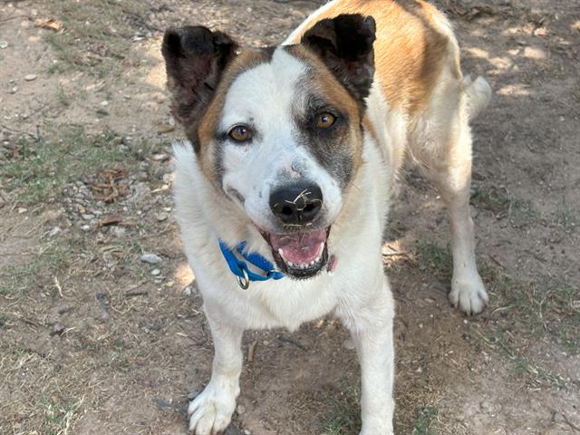 adoptable Dog in Waco, TX named CU-JOSEPH