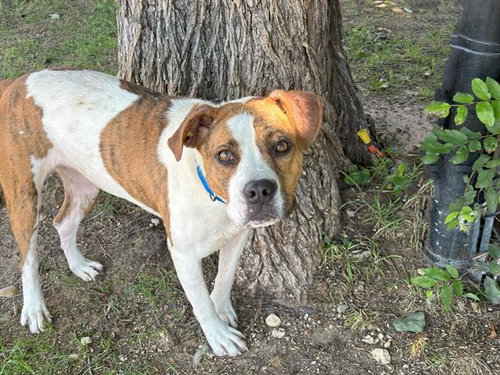 STELLA - Plott Hound available for adoption