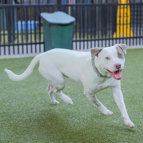 GROOVE - American Staffordshire Terrier available for adoption