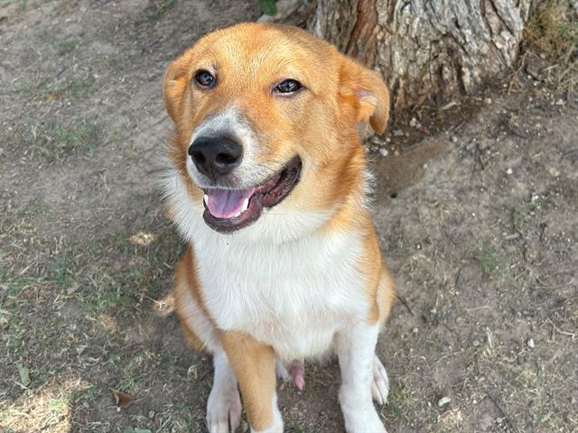 adoptable Dog in Waco, TX named FRAZIER