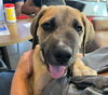 adoptable Dog in  named SUGAR