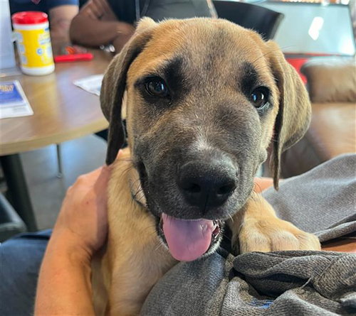 picture of the dog needing adoption