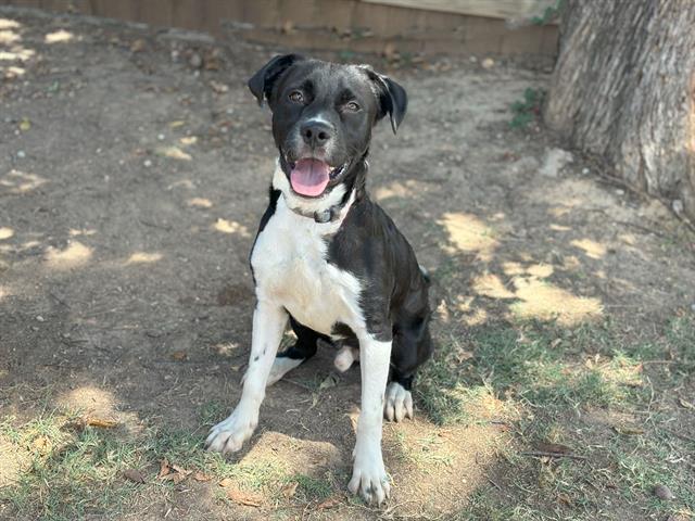 adoptable Dog in Waco, TX named QUELLOS