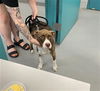 adoptable Dog in Waco, TX named DIPSY