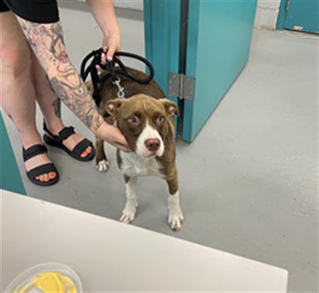 picture of the dog needing adoption