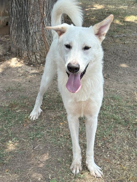 adoptable Dog in Waco, TX named POLAR