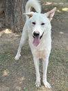 adoptable Dog in  named POLAR