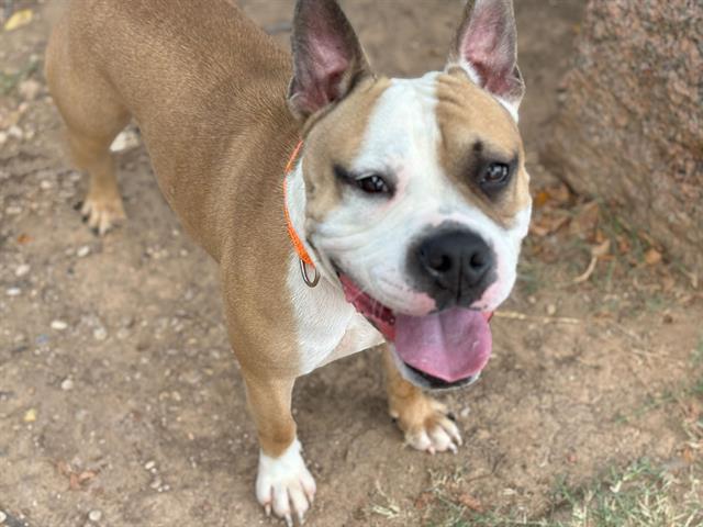 adoptable Dog in Waco, TX named WOMBAT