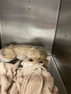 adoptable Dog in Waco, TX named FORREST GUMP