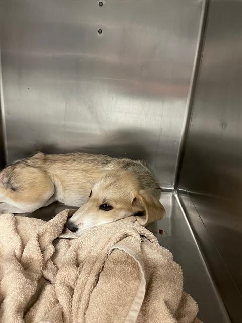 picture of the dog needing adoption