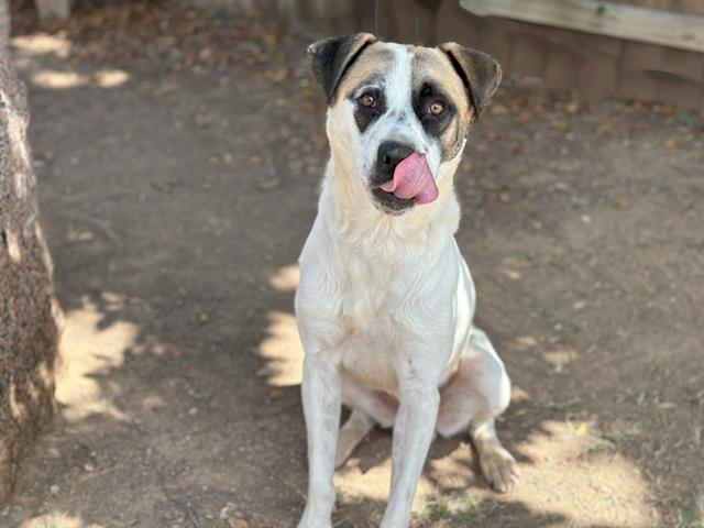 adoptable Dog in Waco, TX named JENNER