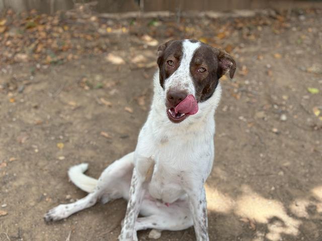 adoptable Dog in Waco, TX named BONDO