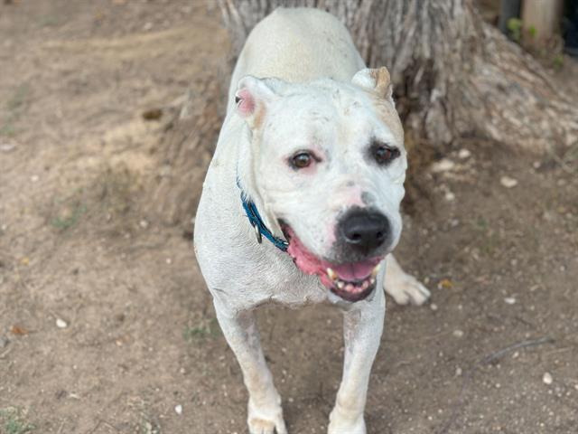 adoptable Dog in Waco, TX named SNOWMAN