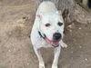 adoptable Dog in  named SNOWMAN