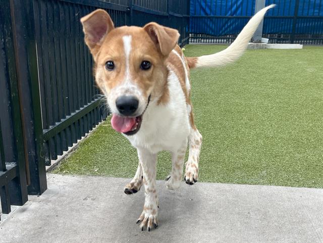 adoptable Dog in Waco, TX named LIEUTENANT DAN