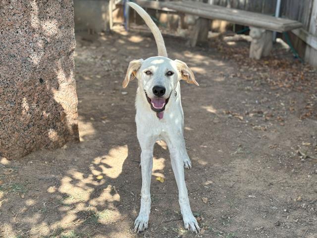 adoptable Dog in Waco, TX named DARCY