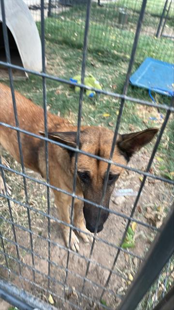 adoptable Dog in Waco, TX named PERSEPHONE