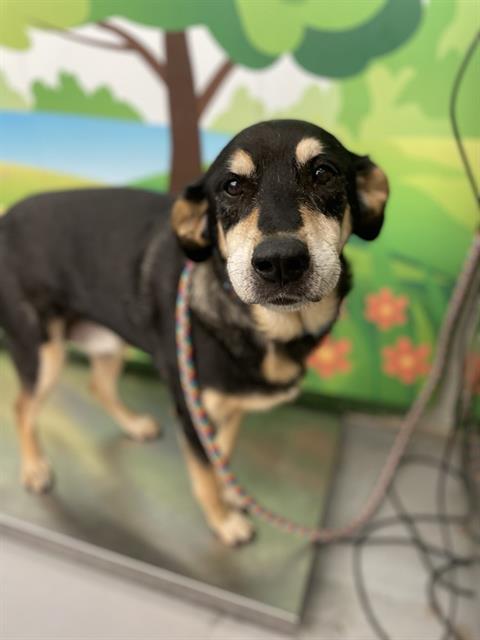 picture of the dog needing adoption