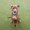 adoptable Dog in Waco, TX named STORM TROOPER