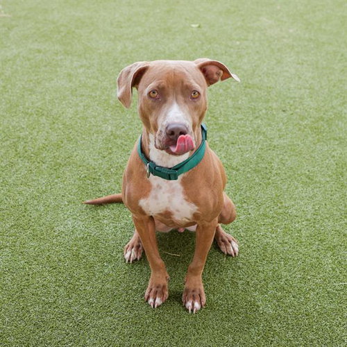 picture of the dog needing adoption