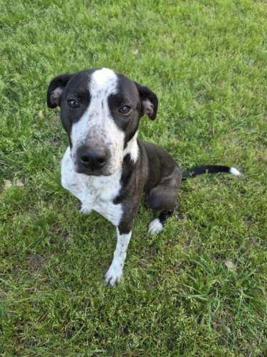 picture of the dog needing adoption