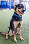 adoptable Dog in Waco, TX named CAESAR