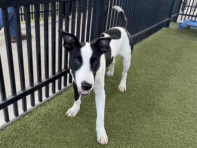 adoptable Dog in Waco, TX named COOKIE MONSTER