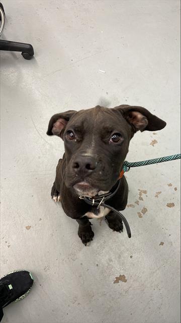 adoptable Dog in Waco, TX named FENDI