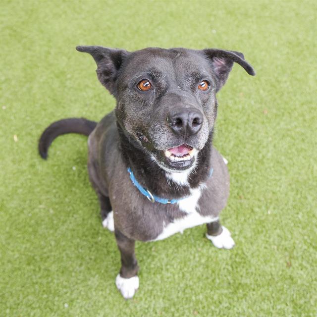 adoptable Dog in Waco, TX named SHADOW SHAE