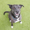 adoptable Dog in  named SHADOW SHAE