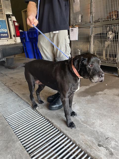 adoptable Dog in Waco, TX named STARLIGHT