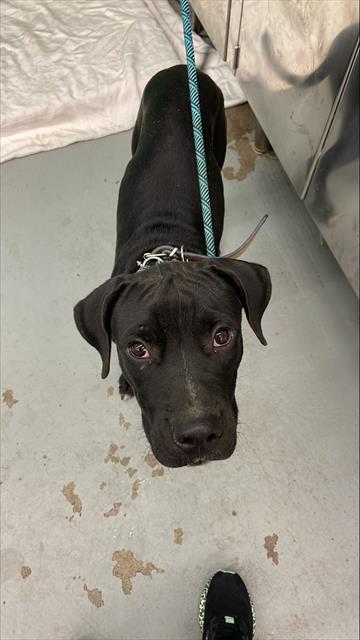 adoptable Dog in Waco, TX named HOPPER