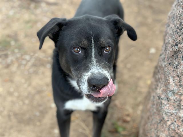 adoptable Dog in Waco, TX named XERXES