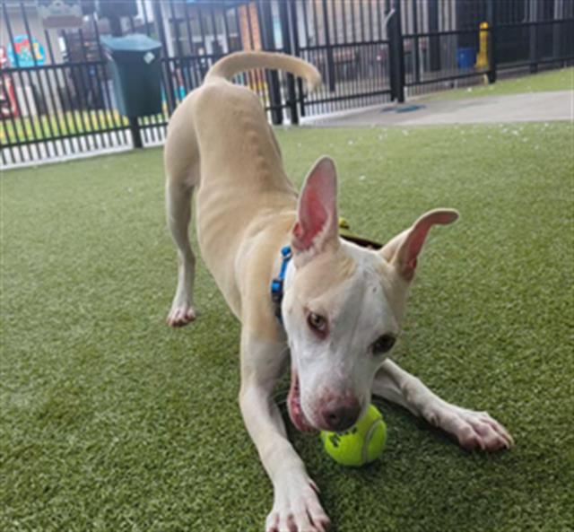 adoptable Dog in Waco, TX named GAIA