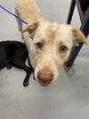 adoptable Dog in  named JUNIPER